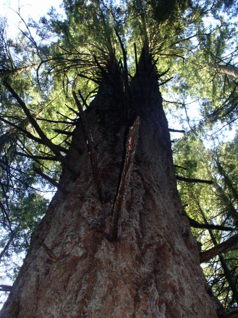 Silver Falls 12.10.05 085 